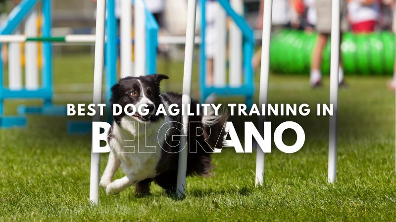 Best Dog Agility Training in Belgrano