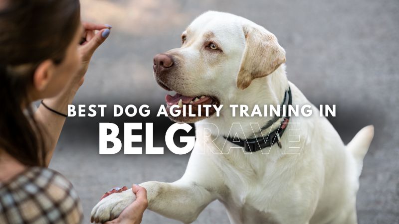 Best Dog Agility Training in Belgrave