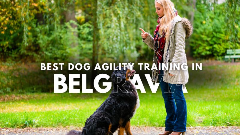 Best Dog Agility Training in Belgravia