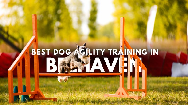 Best Dog Agility Training in Belhaven