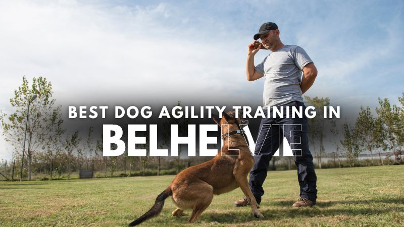 Best Dog Agility Training in Belhelvie