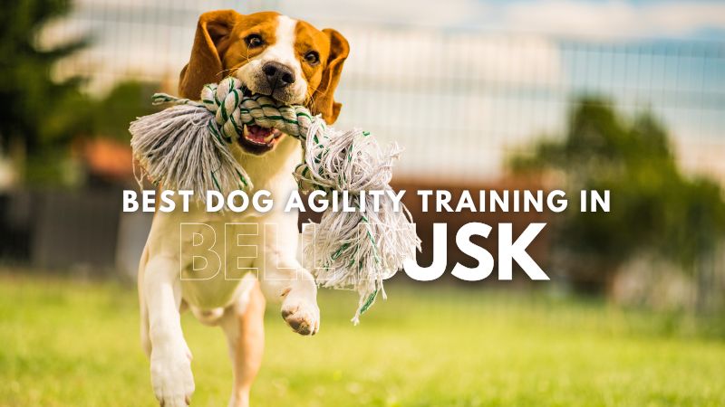 Best Dog Agility Training in Bell Busk