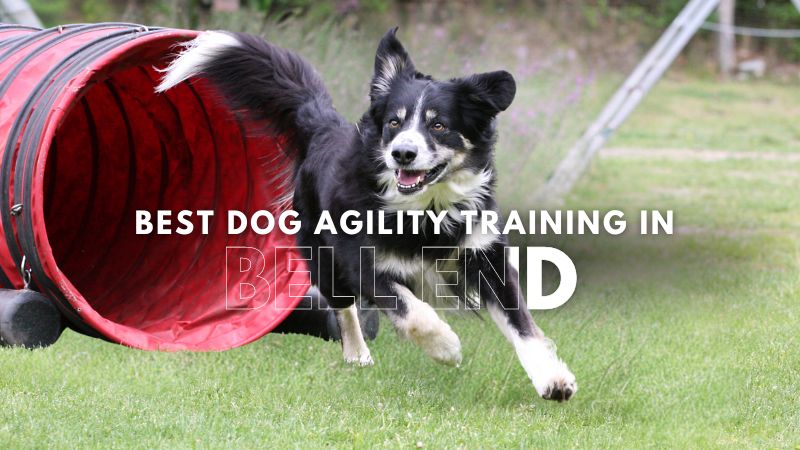 Best Dog Agility Training in Bell End
