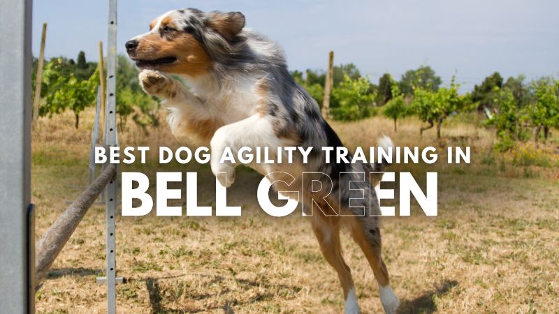 Best Dog Agility Training in Bell Green
