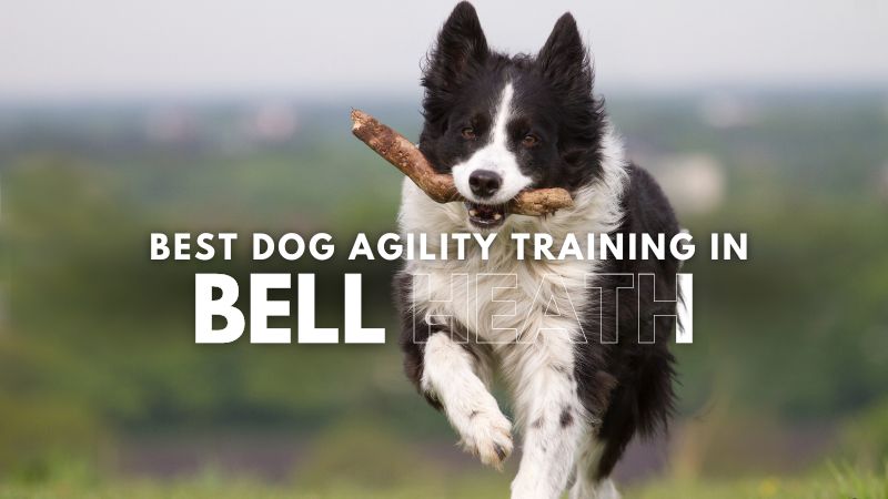 Best Dog Agility Training in Bell Heath