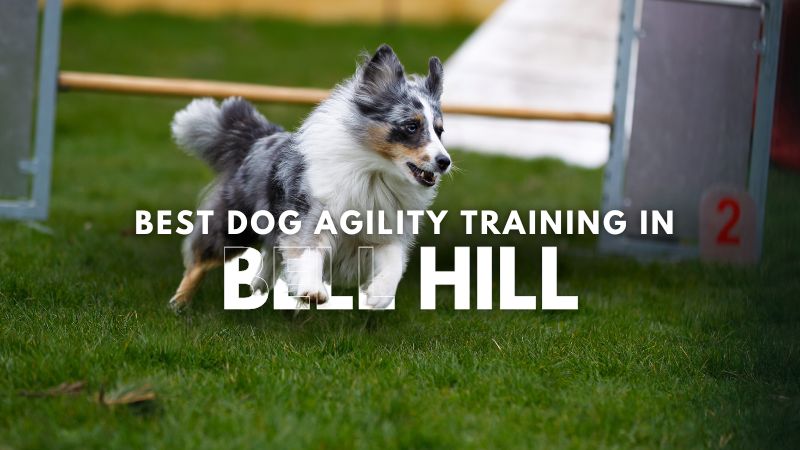 Best Dog Agility Training in Bell Hill