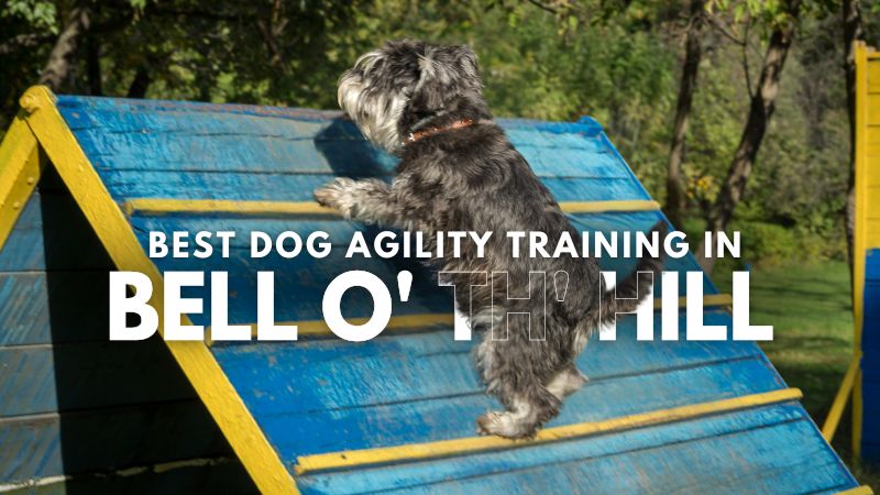 Best Dog Agility Training in Bell o' th' Hill