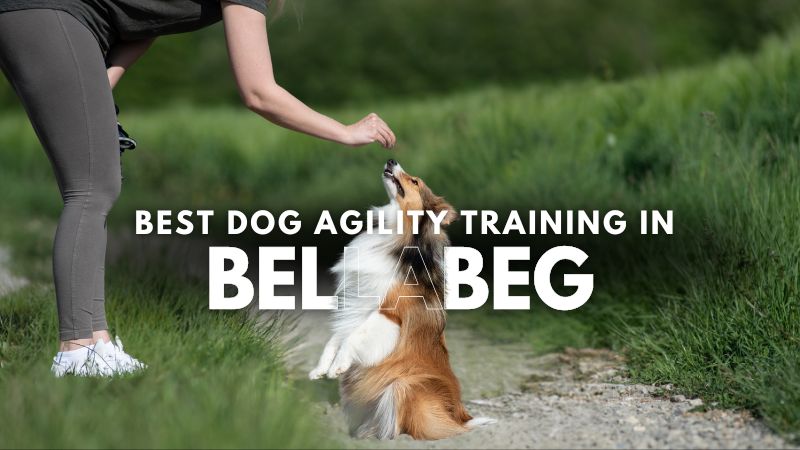 Best Dog Agility Training in Bellabeg