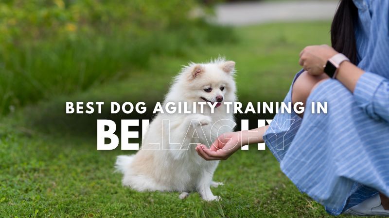 Best Dog Agility Training in Bellaghy