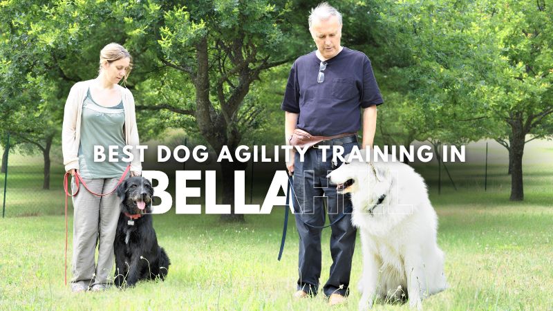 Best Dog Agility Training in Bellahill