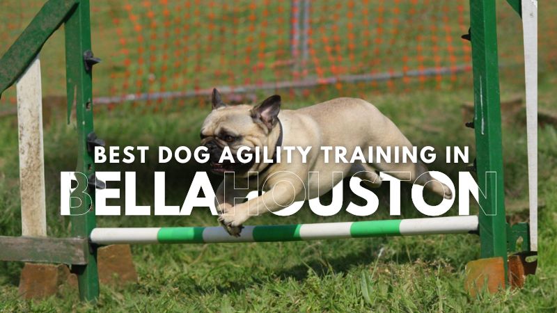 Best Dog Agility Training in Bellahouston