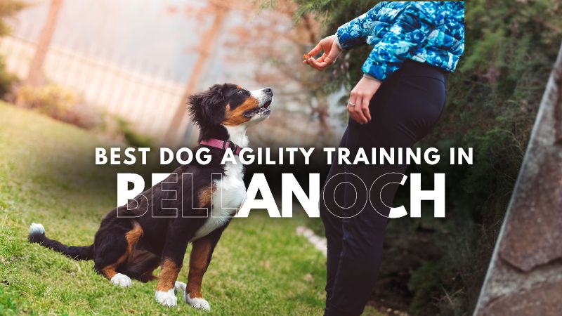 Best Dog Agility Training in Bellanoch