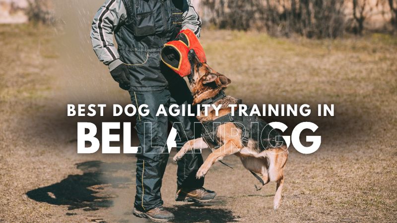 Best Dog Agility Training in Bellanrigg