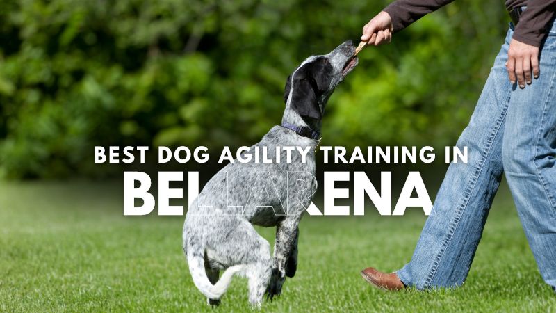 Best Dog Agility Training in Bellarena