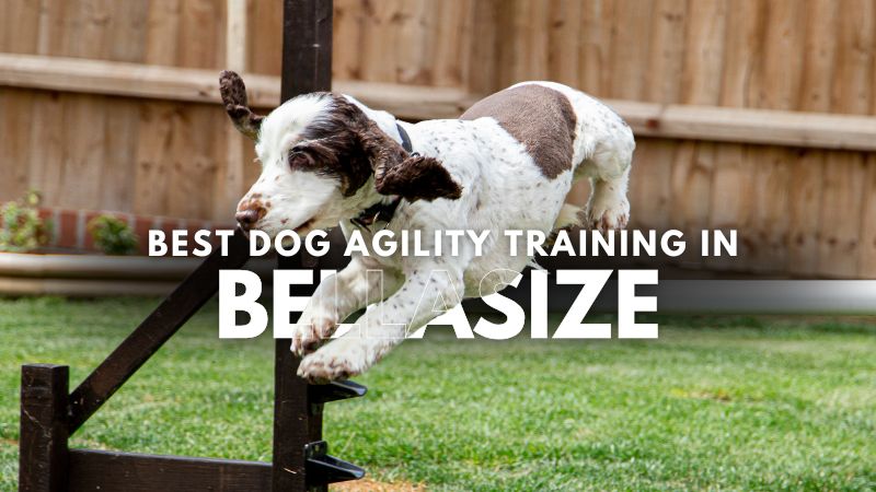 Best Dog Agility Training in Bellasize