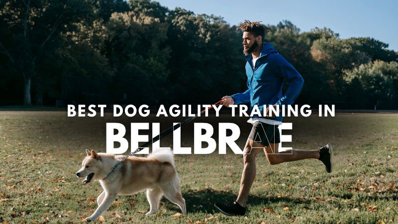 Best Dog Agility Training in Bellbrae