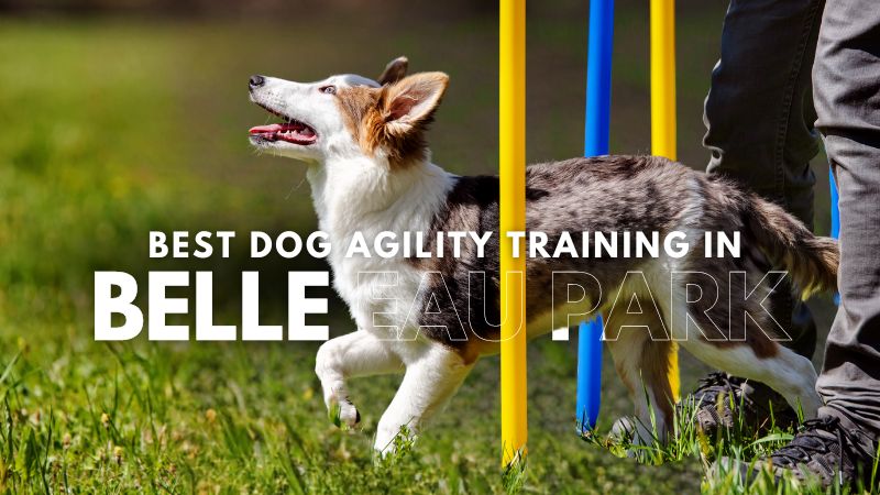 Best Dog Agility Training in Belle Eau Park