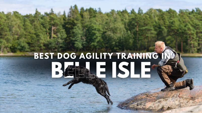 Best Dog Agility Training in Belle Isle
