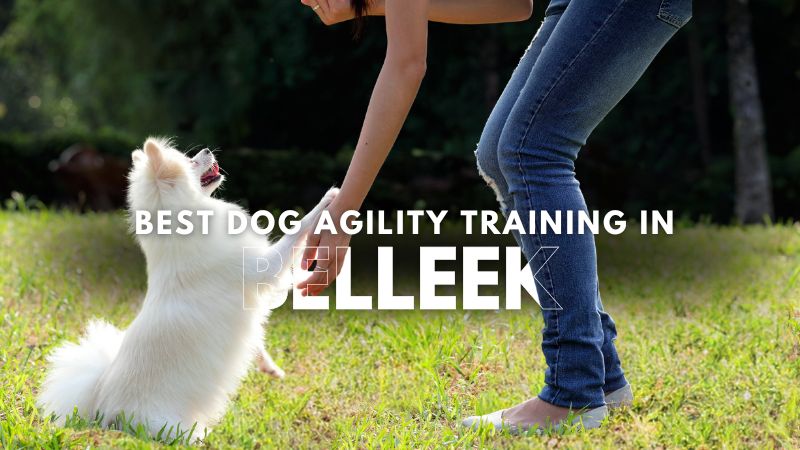 Best Dog Agility Training in Belleek