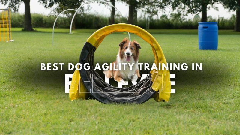 Best Dog Agility Training in Bellevue