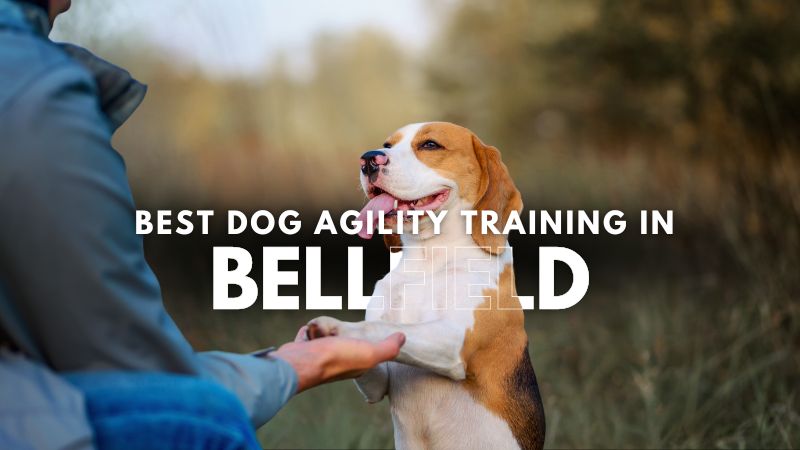 Best Dog Agility Training in Bellfield