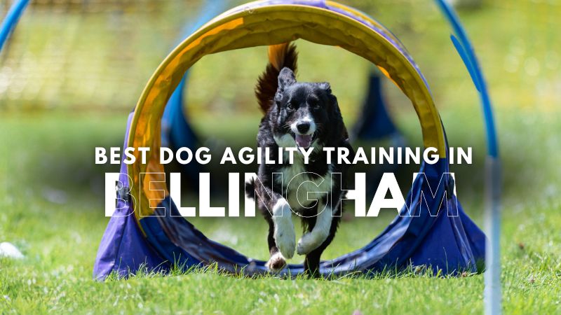 Best Dog Agility Training in Bellingham