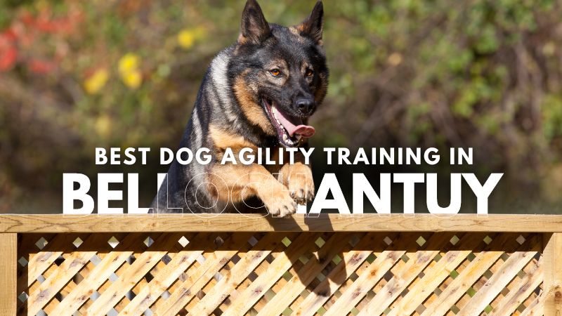 Best Dog Agility Training in Bellochantuy