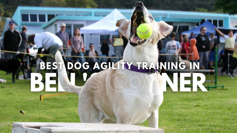 Best Dog Agility Training in Bell's Corner