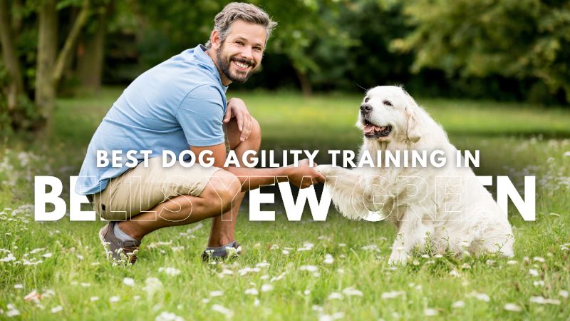 Best Dog Agility Training in Bells Yew Green