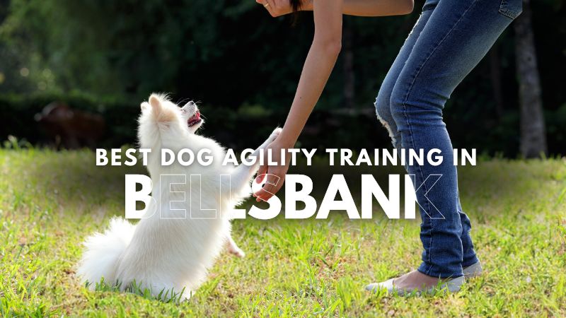 Best Dog Agility Training in Bellsbank