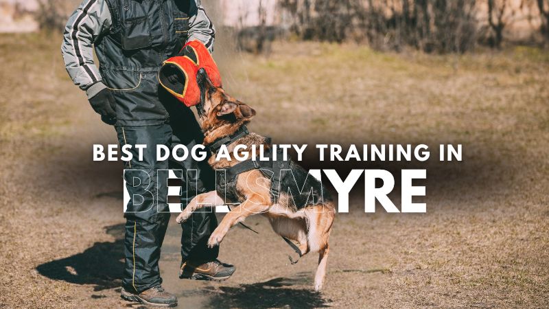 Best Dog Agility Training in Bellsmyre