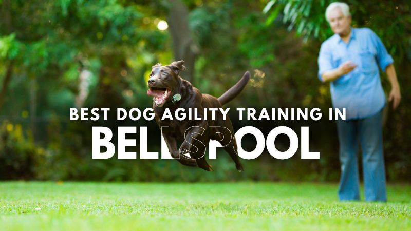 Best Dog Agility Training in Bellspool