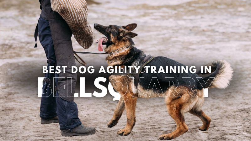 Best Dog Agility Training in Bellsquarry