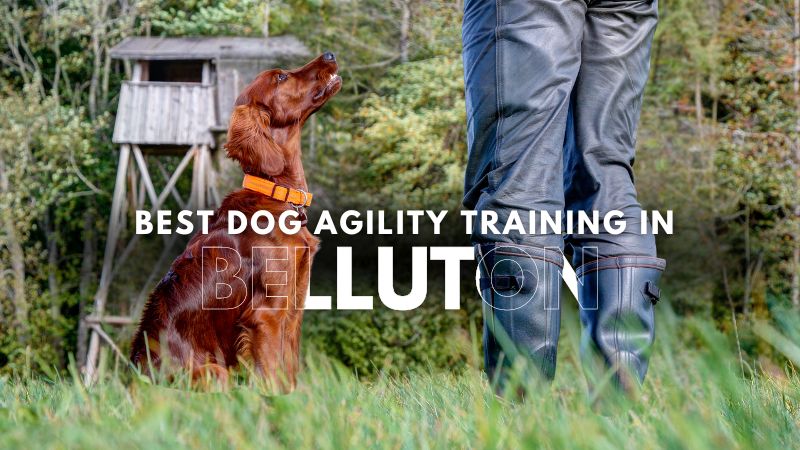 Best Dog Agility Training in Belluton