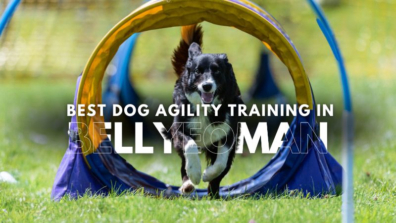 Best Dog Agility Training in Bellyeoman