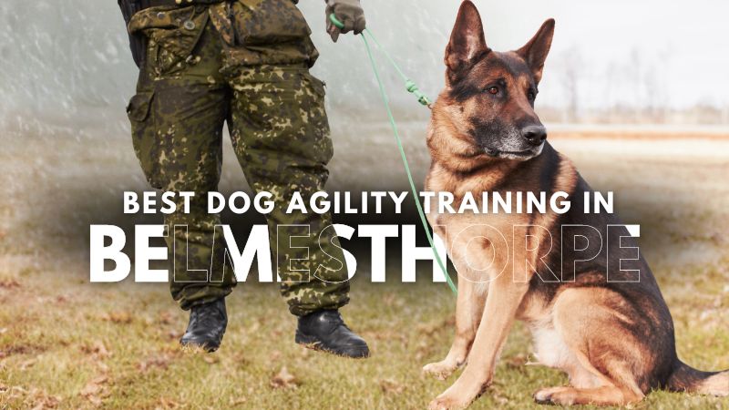 Best Dog Agility Training in Belmesthorpe