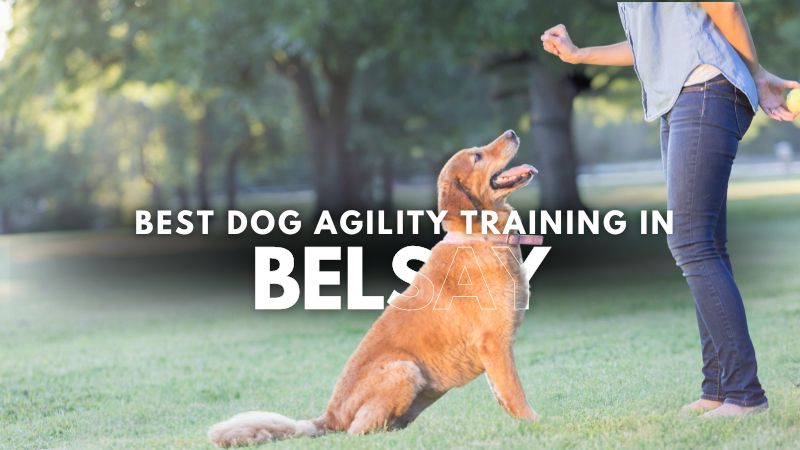 Best Dog Agility Training in Belsay
