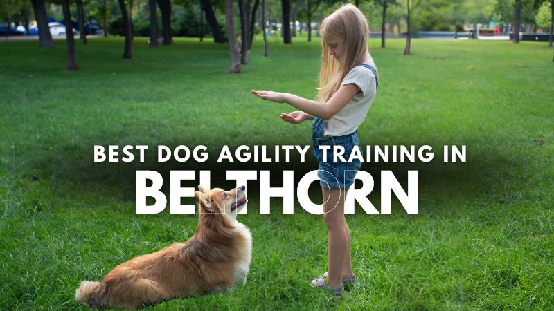 Best Dog Agility Training in Belthorn