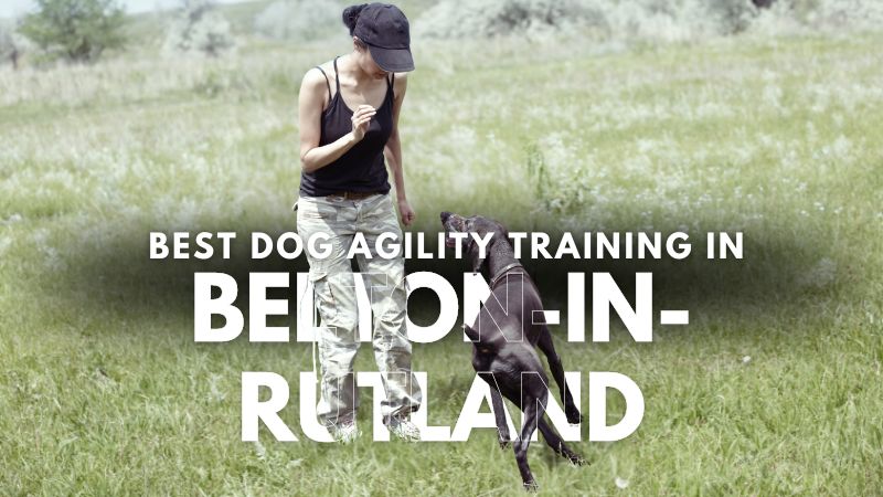 Best Dog Agility Training in Belton-in-Rutland