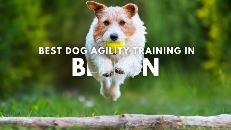 Best Dog Agility Training in Belton