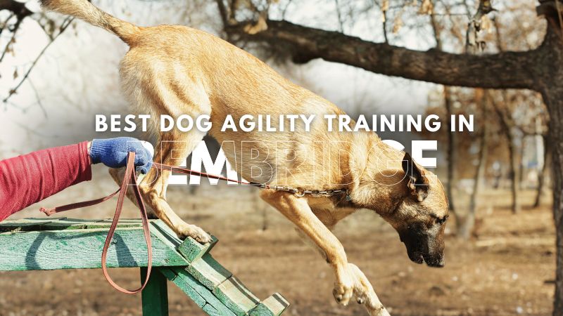 Best Dog Agility Training in Bembridge