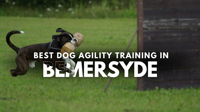 Best Dog Agility Training in Bemersyde