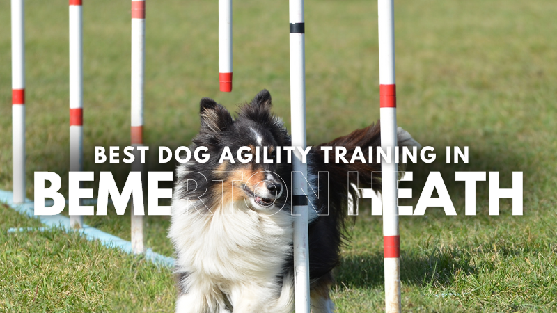 Best Dog Agility Training in Bemerton Heath