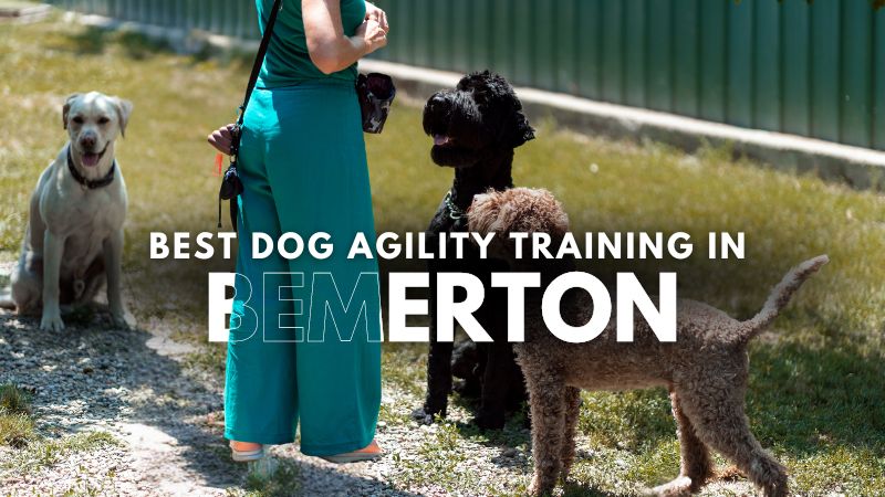 Best Dog Agility Training in Bemerton