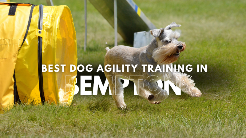 Best Dog Agility Training in Bempton