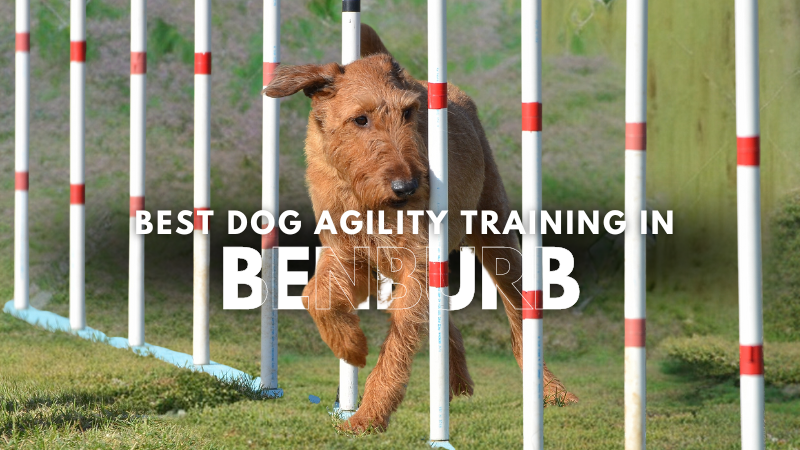 Best Dog Agility Training in Benburb