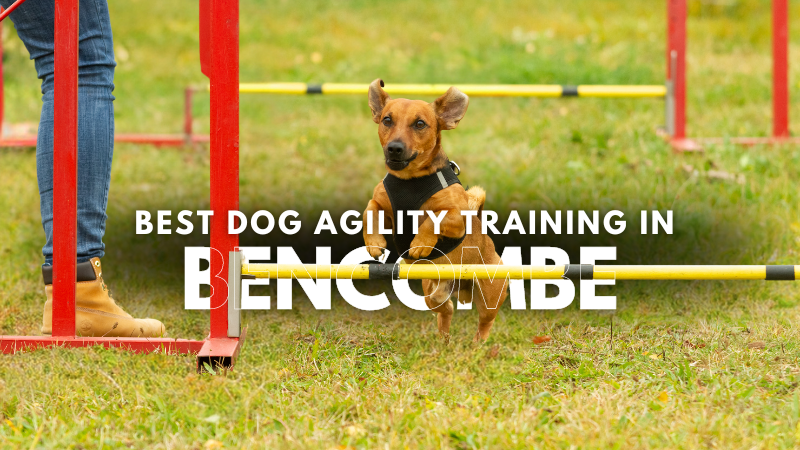 Best Dog Agility Training in Bencombe
