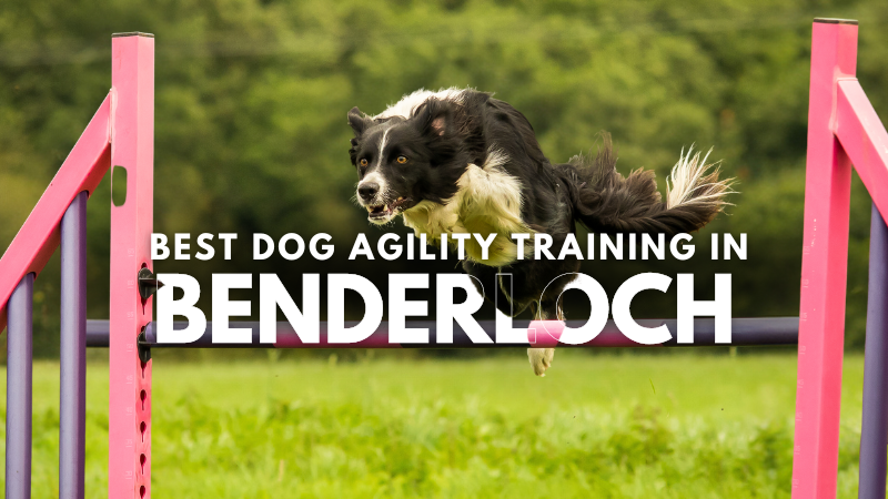 Best Dog Agility Training in Benderloch