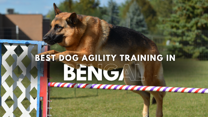 Best Dog Agility Training in Bengal