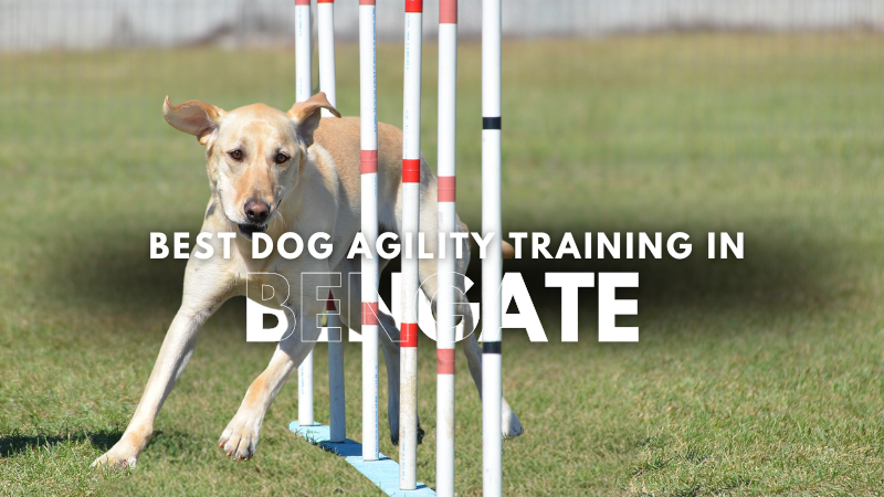 Best Dog Agility Training in Bengate